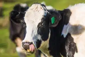 mad cow disease