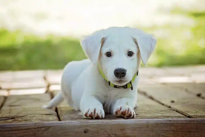 pets as predators. credit: pexels.com