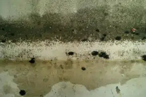 mold