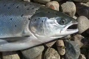 wild atlantic salmon