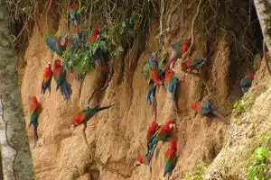 Posadas Amazonas