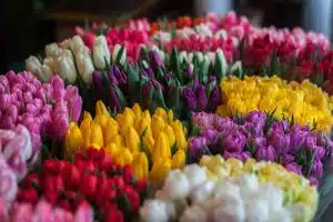 cut flowers