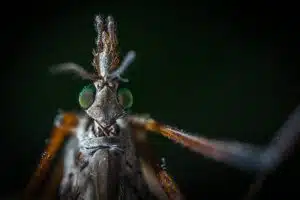insect control. credit: Photo by Egor Kamelev from Pexels
