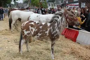cross-breeding zorse