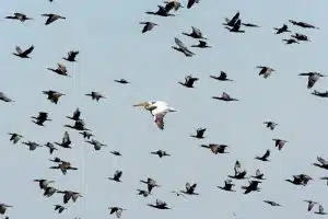 killing seabirds