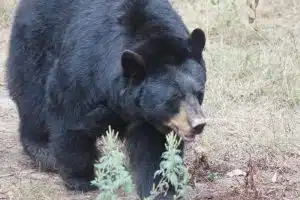 human-bear encounters