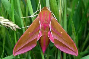 mothballs