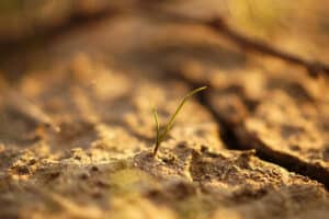 soil2