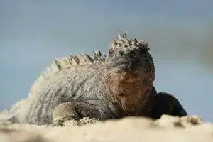 Galapagos.