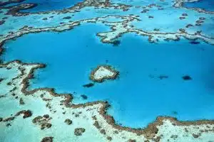 coral reef die-off
