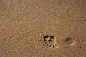 carbon footprint
