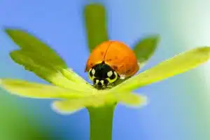 ladybug mystery, credit: Diego Langellotti, FlickrCC