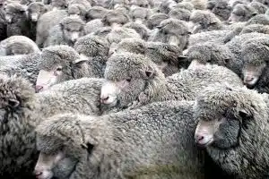 Merino wool, Credit: Bernard Spragg.NZ, FlickrCC