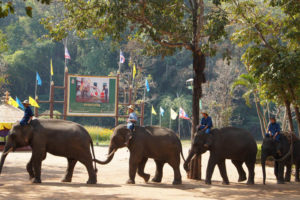 Thai elephant, credit: Stefan Maurer, FlickrCC