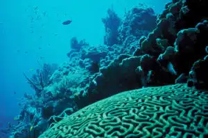 corals in crisis, credit: eutrophication&hypoxia, flickrcc