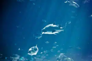 shark, credit: jduvall71, flickrcc
