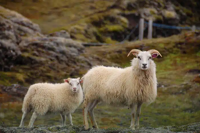 Sheepish: Two Women, Fifty Sheep and Enough Wool to Save the Planet, Credit: Audrey, FlickrCC