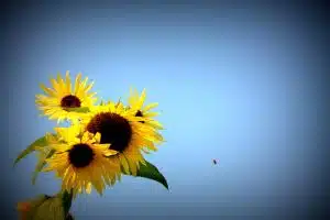 Credit: Leslie Seaton, FlickrCC