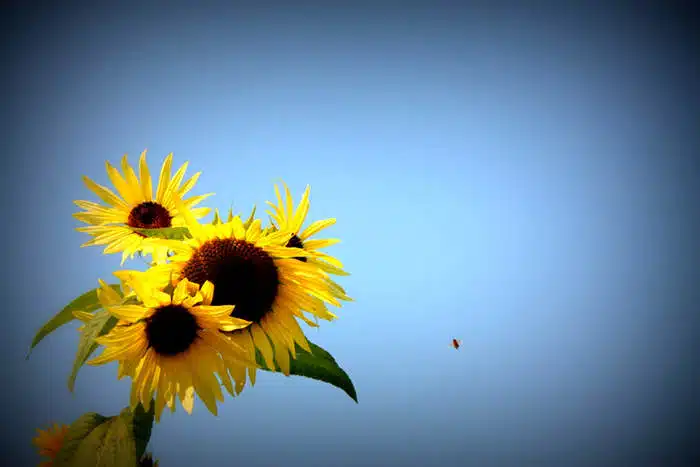 Credit: Leslie Seaton, FlickrCC