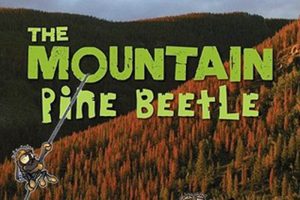 mountain pine beetle