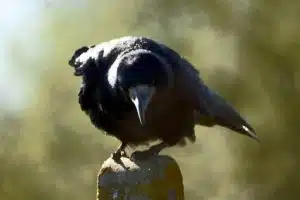 Crow, Credit: PA King, FlickrCC