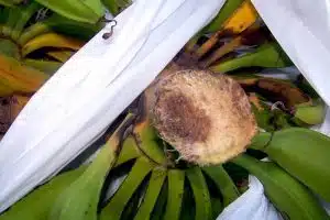 banana disease, Credit: Scot Nelson, FlickrCC