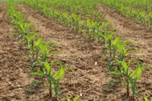 tap water and hormones