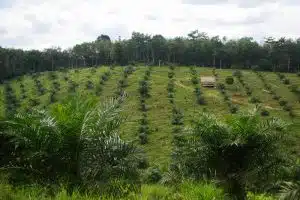 Palm Oil Deforestation. Credit: CIFOR, FlickrCC
