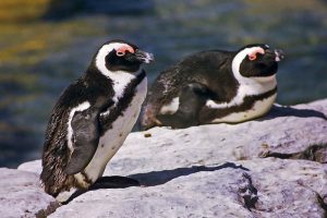 jackass penguins, credit: Frans Vandewalle, FlickrCC