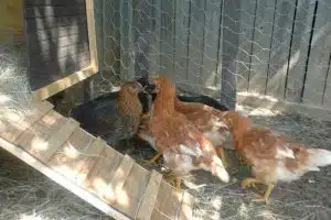 Backyard Chickens. Credit: AgriLife Today, FlickrCC