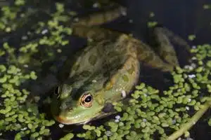 frogs, credit: Dim Dim, FlickrCC