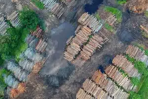 deforestation and global warming
