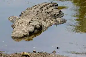 Crocodile DNA, Credit: Bernard DUPONT, FlickrCC