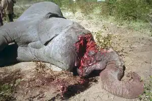 ivory poaching credit: Surreal Name Given, FlickrCC