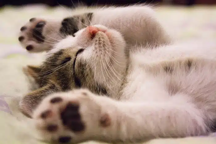 cats and birds. credit: pixabay
