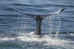 navy sonar