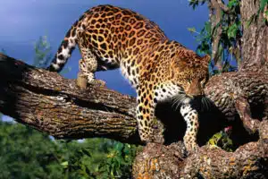 Credit: Flickrfavorites, FlickrCC