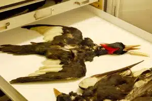 ivory-billed-woodpecker