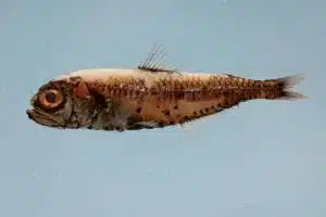 lanternfish