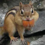 Recycle Pumpkins. Credit: Gilles Gonthier (CC BY 2.0)