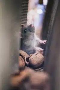 natural pest control