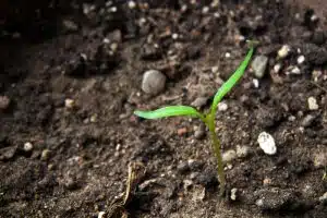 fall composting