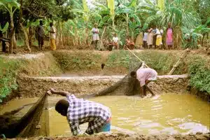 Sustainable Aquaculture in Malawi. Photo by WorldFish / Randall Brummett, 2002, FlickrCC