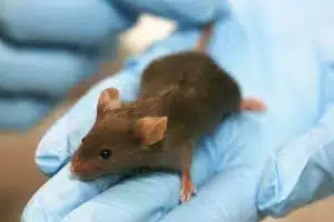 Animal Testing. Credit: Rama, Wikimedia Commons