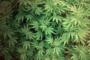 Marijuana legalization