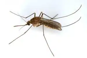 Insect Bites. Credit: Rainer Hungershause, FlickrCC