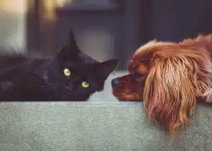 pet ownership