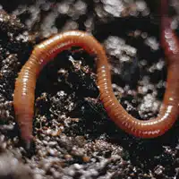 soil health