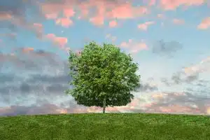 in the company of trees