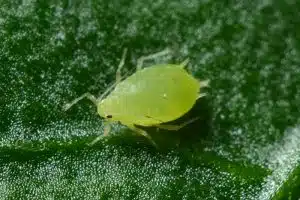 DIY pest control